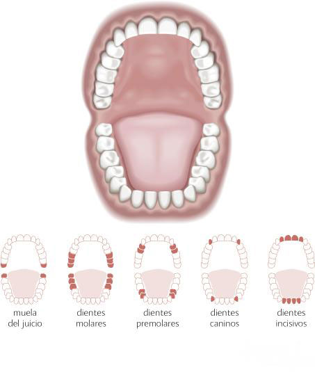 Muelas del juicio y resto de dientes en un diagrama de una boca